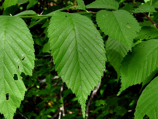 {Ulmus americana}